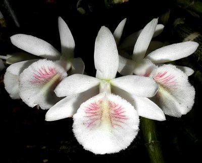 Den.cretaceum x sib