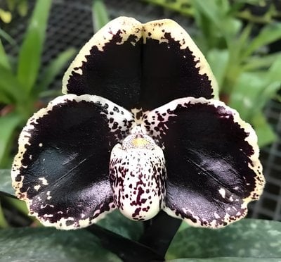 Paph.leacochilumｘsib