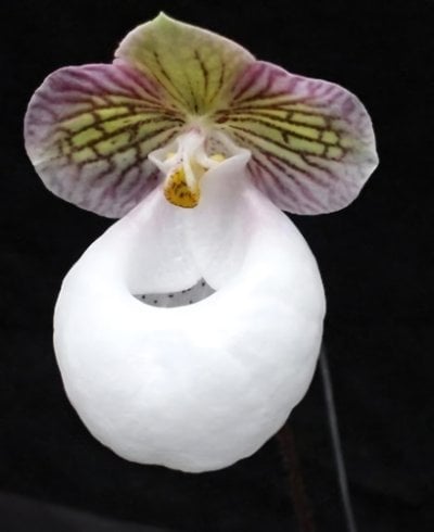 Paph.micranthum var.eburneum x sib'from Naeshan' (10 plants in)