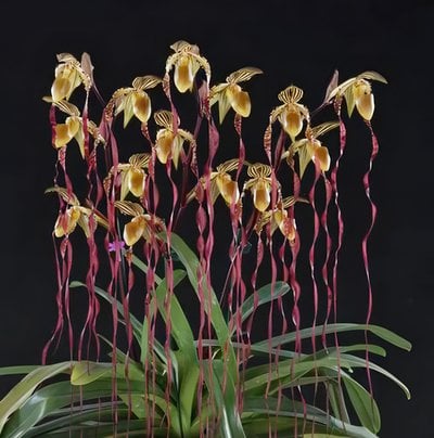 Paph.Bobby Orr  x Paph.sanderianum