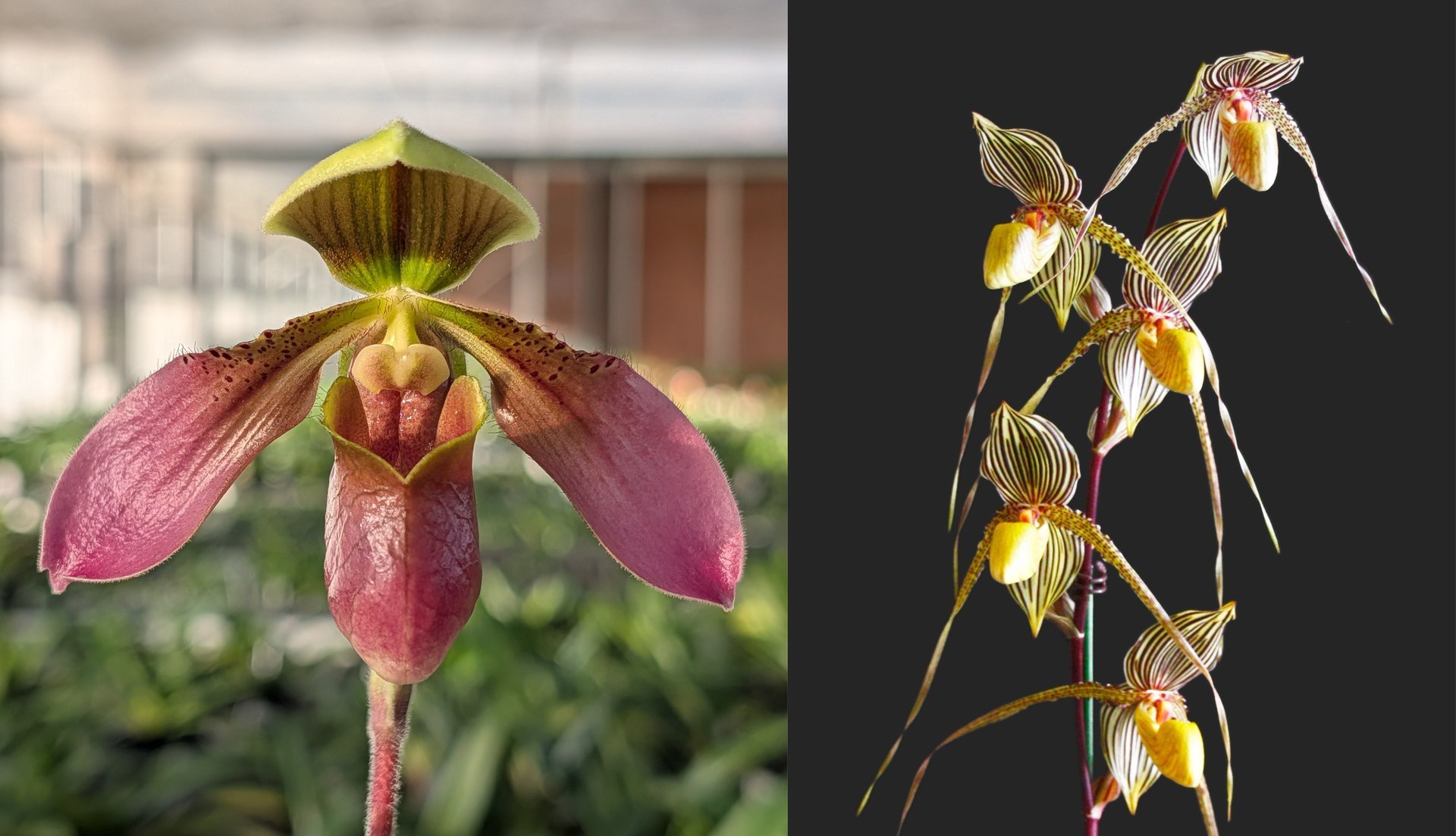 Paph.appletonianum X Paph.Saint Swithin 3