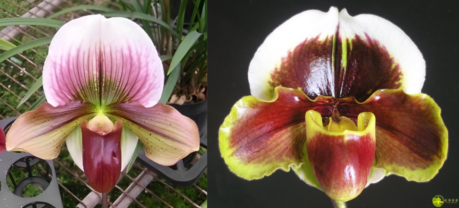 Paph.Yi-Ying Tricolor Crystal x Paph.Yi-Ying Fire Fox 3