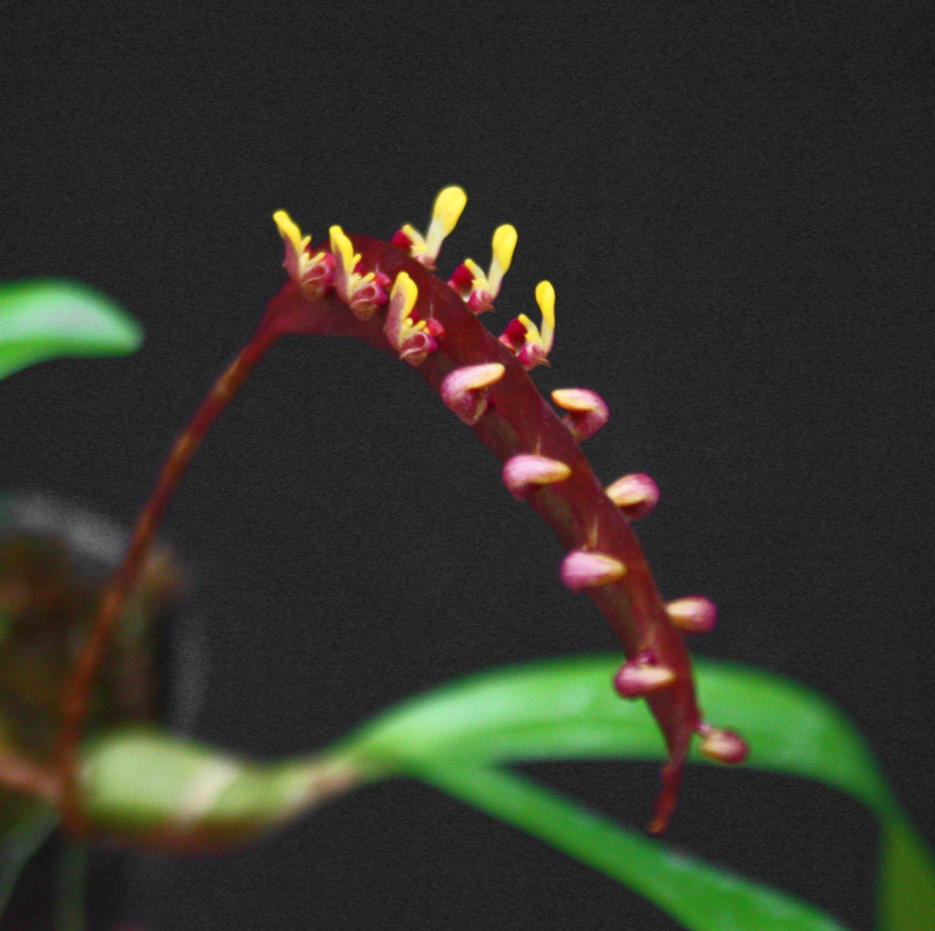 Bulb.  falcatum x self