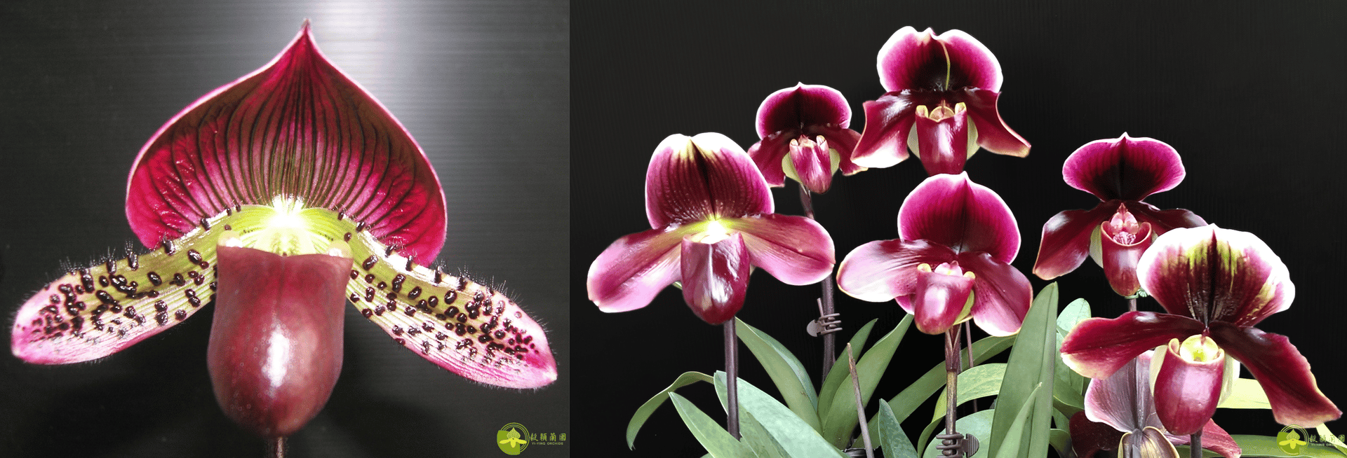 Paph.Yi-Ying Morning Sun x Paph.Yi-Ying Bouncing Flames 3