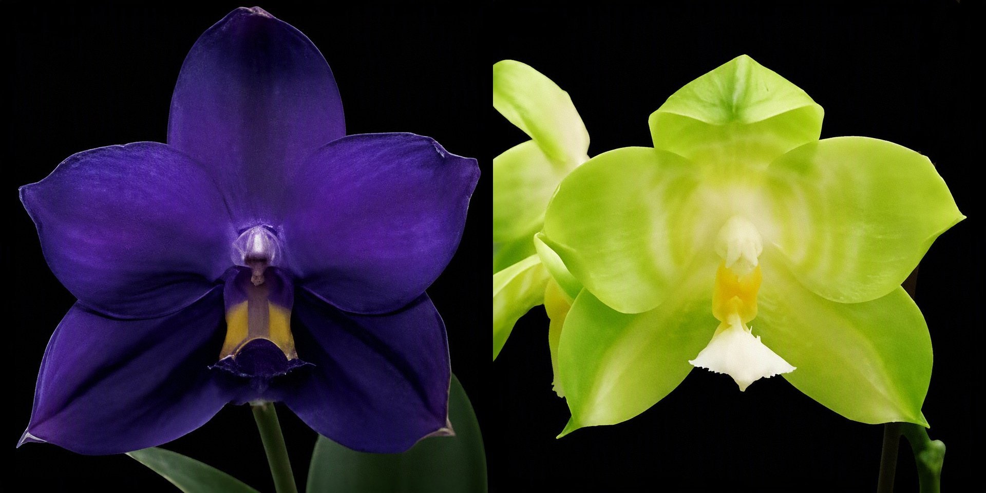 Phal.LL Blue Jaguar x Phal.Yang Yang Green Camry 3