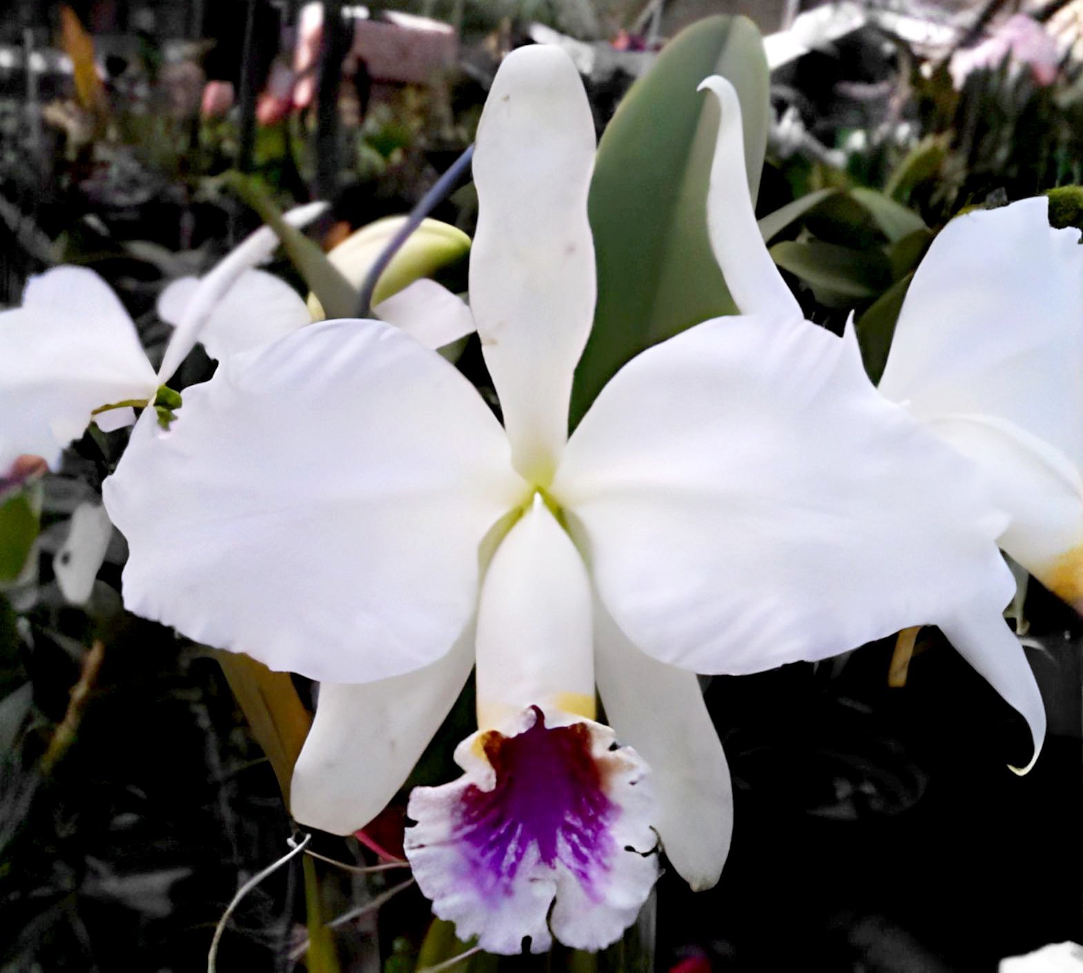C.mossiae var. semi-alba x sib 2
