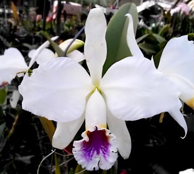 C.mossiae var. semi-alba x sib