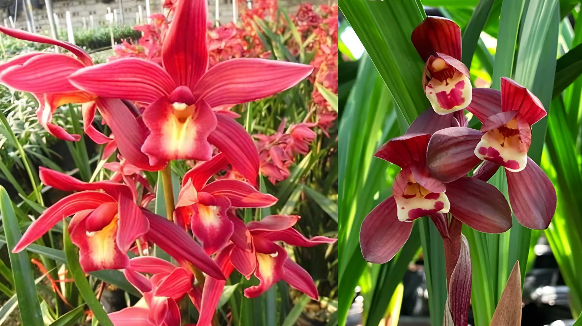 Cymbidium Nut "Taida" X Cym. goeringii'fu-kuei-hung-ho' 3