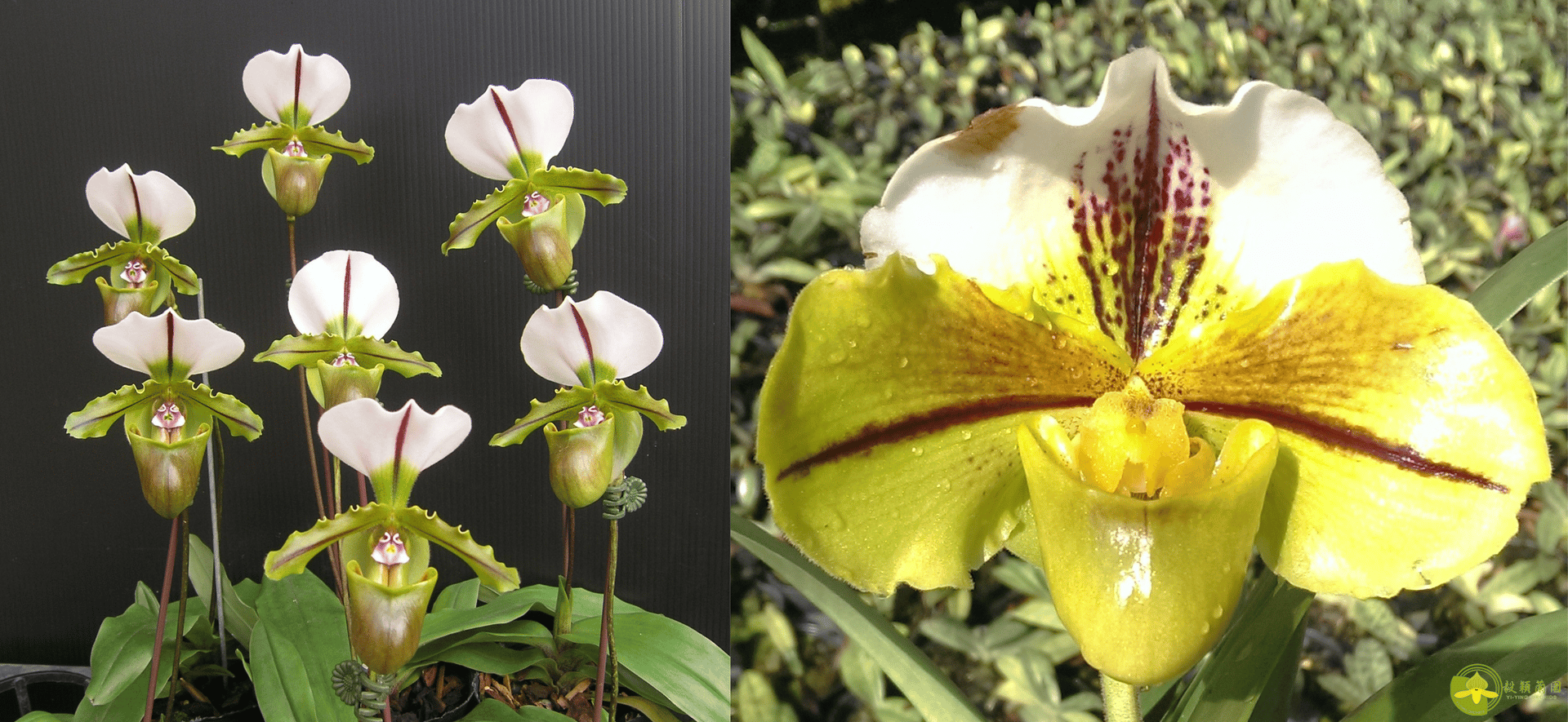 Paph.spicerianum x Paph. Mukayama Green"T72" 3
