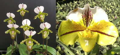 Paph.spicerianum x Paph. Mukayama Green"T72"