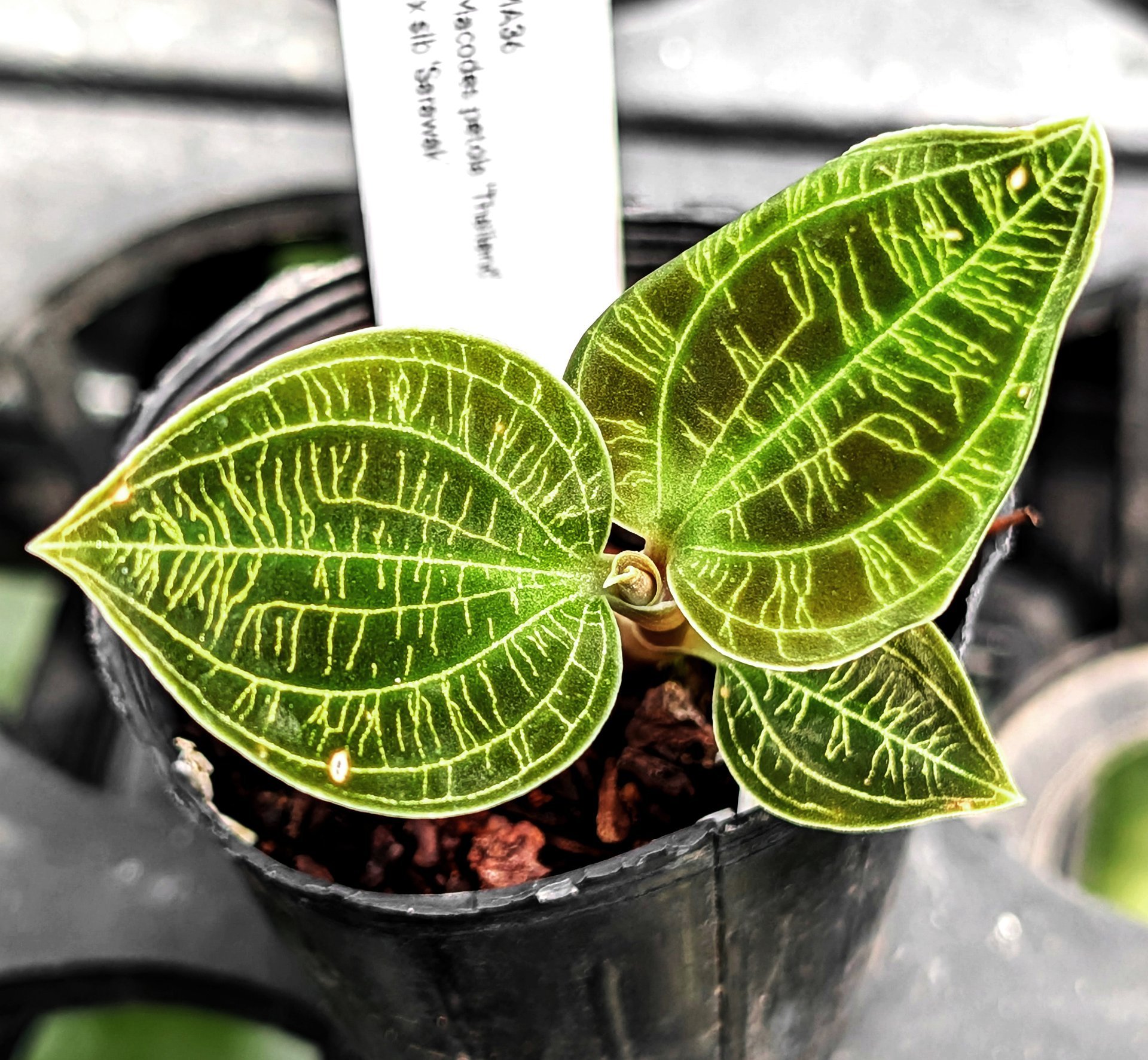 Macodes petola 'Thailand' x sib 'Sarawak'