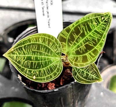 Macodes petola 'Thailand' x sib 'Sarawak'