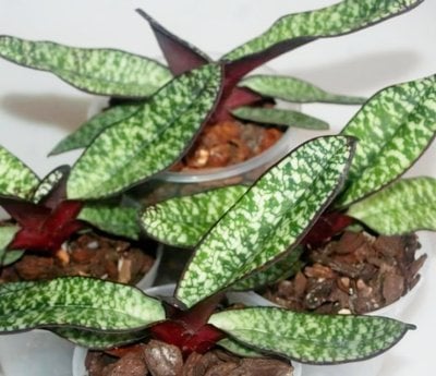 Paph. delenatii 'vinicolor'