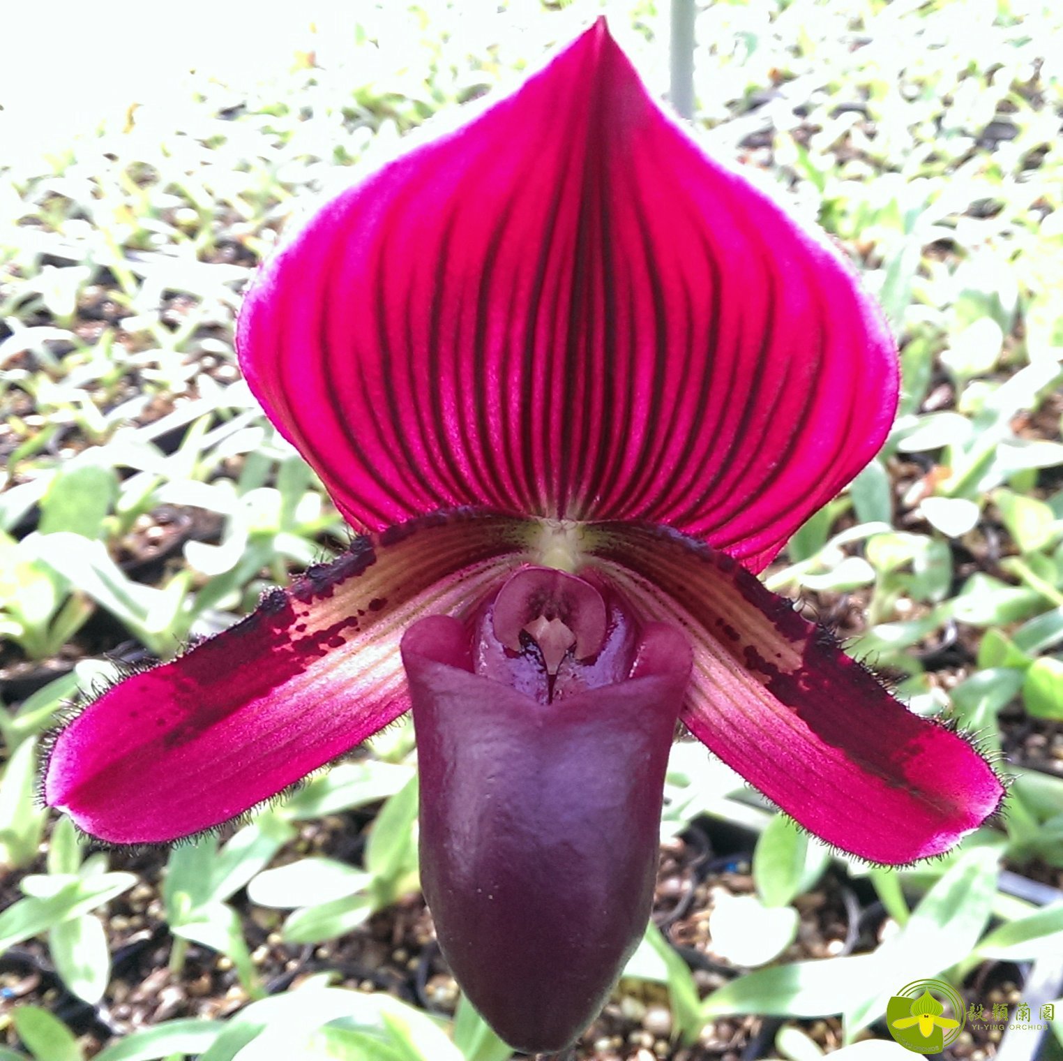 Paph.Yi-Ying Stanta Claus 2