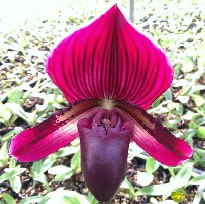 Paph.Yi-Ying Stanta Claus