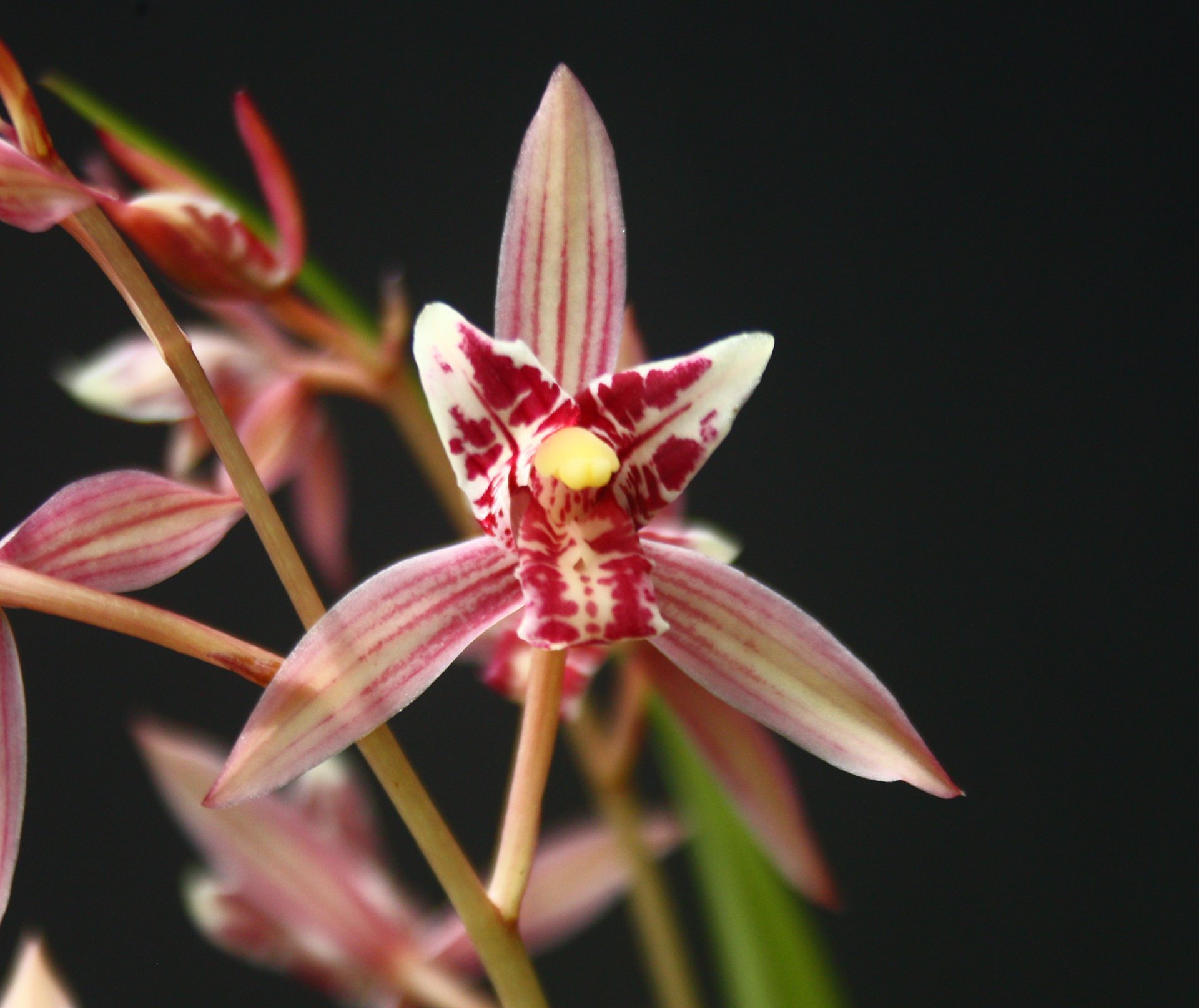 Cymbidium ensifolium"Red Cat Butterfly" X Cymbidium ensifolium"Violet"