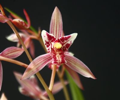 Cymbidium ensifolium"Red Cat Butterfly" X Cymbidium ensifolium"Violet"