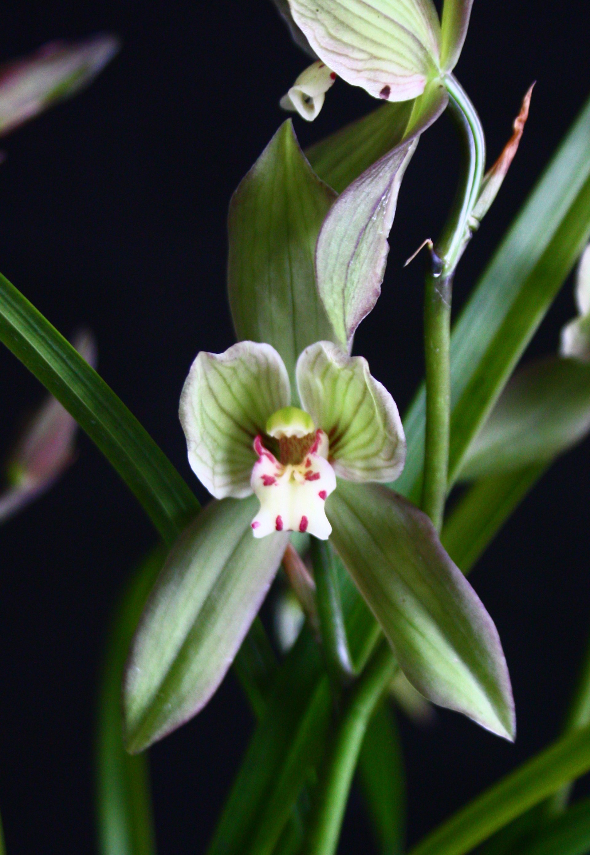 Cym.goeringii var. longibracteatum" Yu Jian Ru Yi" X Cym.Sweet Heart'Fragrant Orchids'