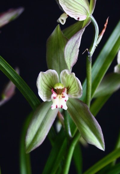 Cym.goeringii var. longibracteatum" Yu Jian Ru Yi" X  Cym.Sweet Heart'Fragrant Orchids'