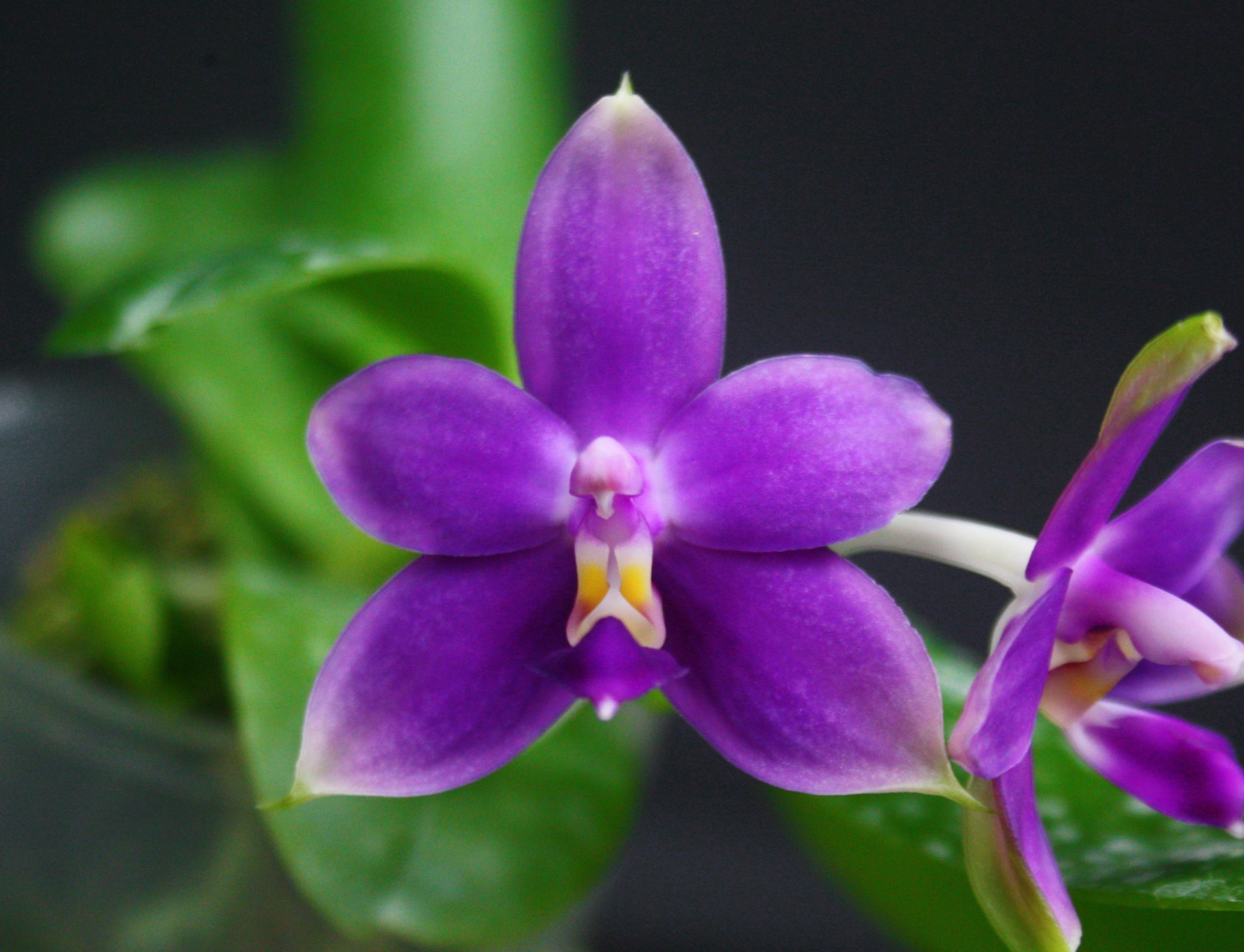 Phal.violacea 'indigo' x sib