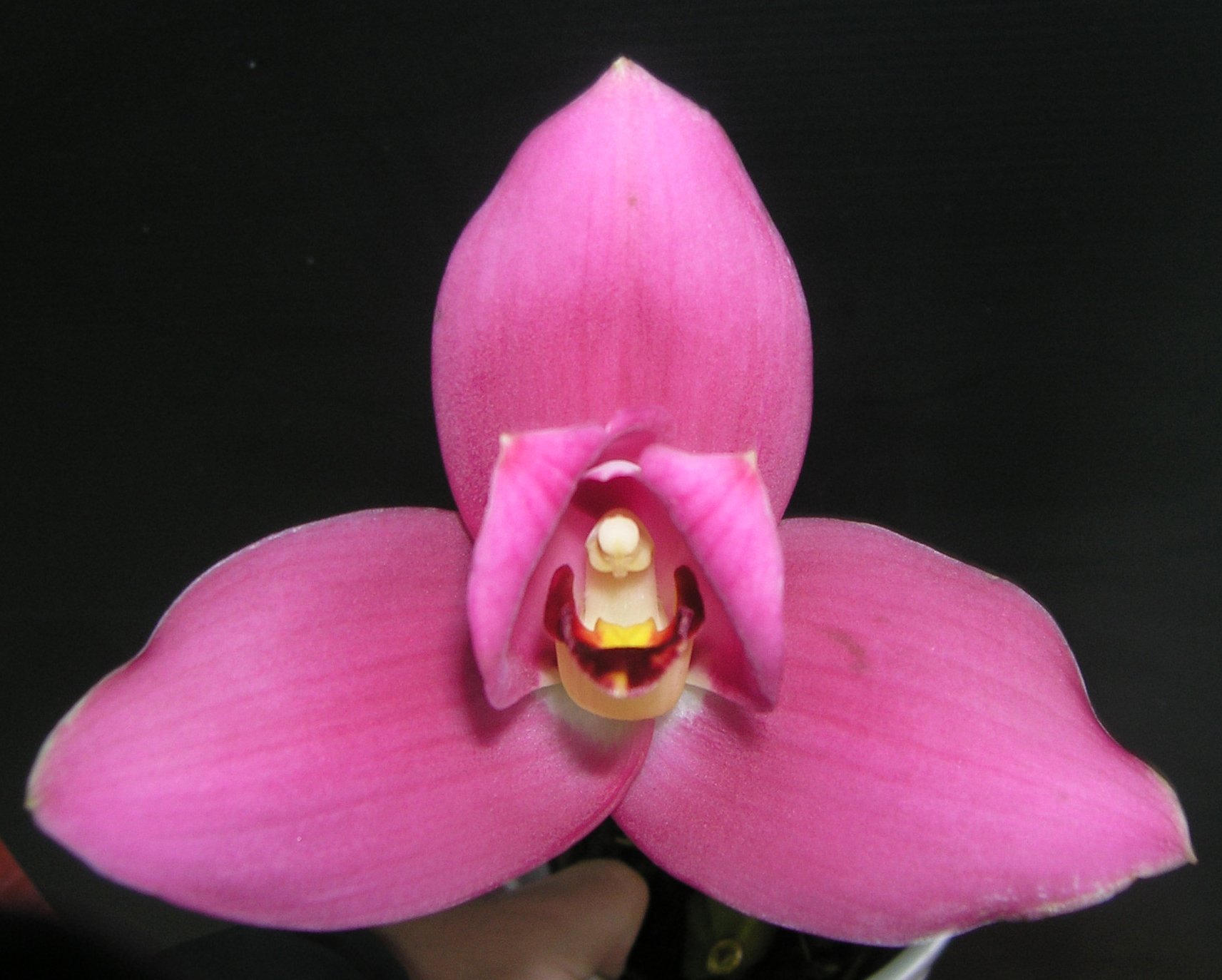 (Angulocaste Red Jewel’Red Baby’) X (Lyc.Fire Bird x Gayser Gold) 2