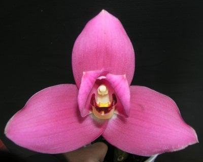 (Angulocaste Red Jewel’Red Baby’) X (Lyc.Fire Bird x Gayser Gold)