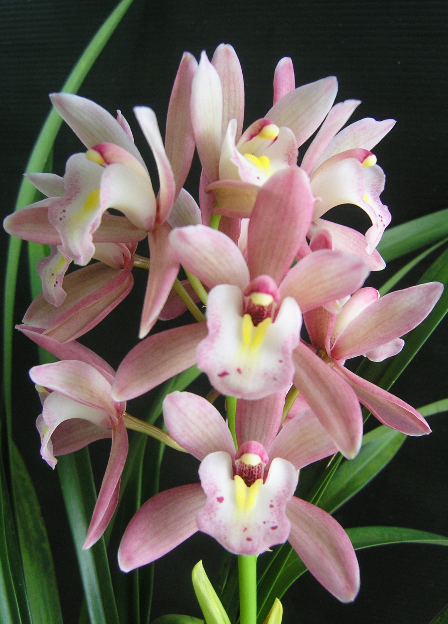 Cymbidium Romantic Sakura 2