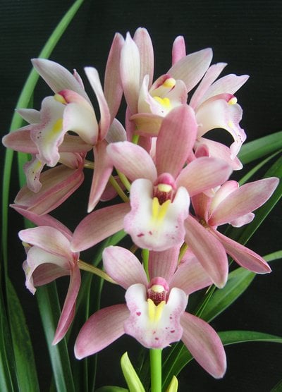 Cymbidium Romantic Sakura