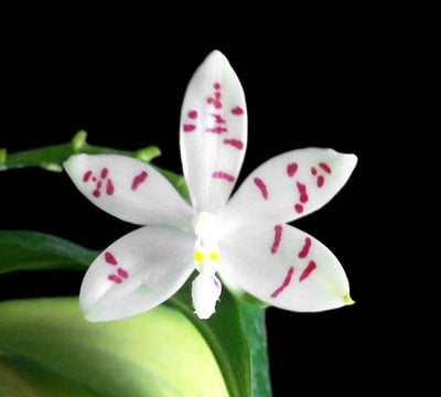 Phal.tetraspis'PNS3b (Meri clone)