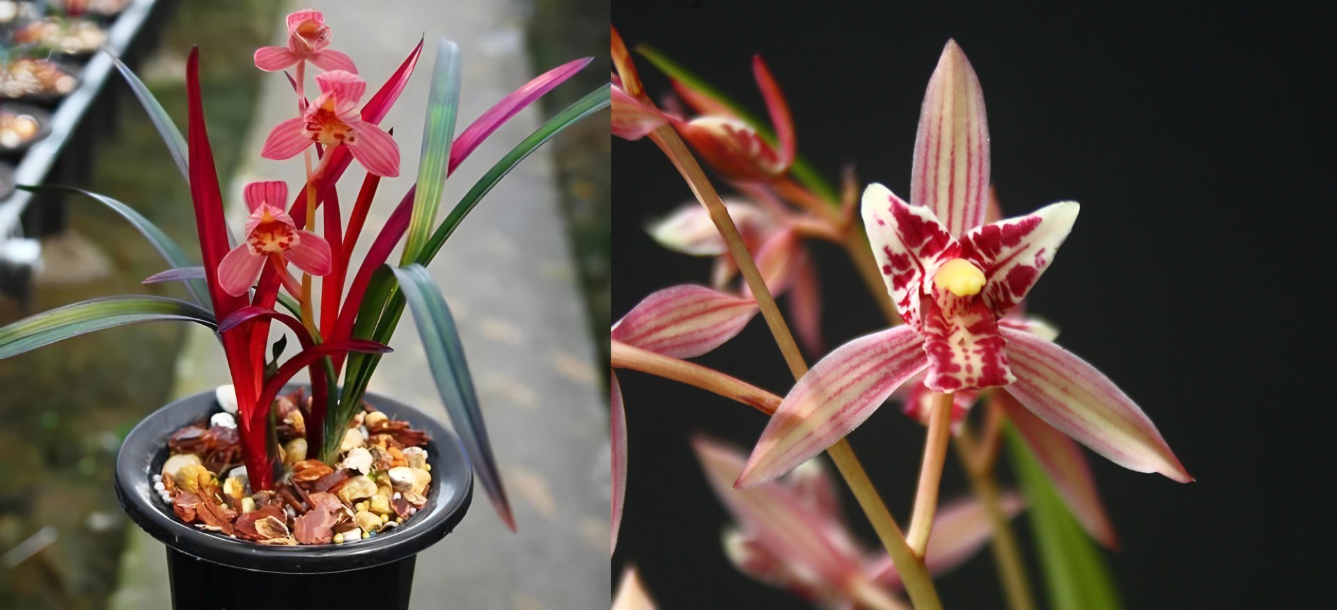 Cymbidium ensifolium"Violet"  x  Cymbidium ensifolium"Red Cat Butterfly" 3