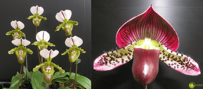 Paph.spicerianum x Yi-Ying Morning Sun