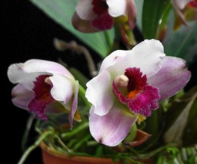 Bifrenaria tyrianthina x Lyc.Yi-Ying Sakura 'No 79 (Black)'