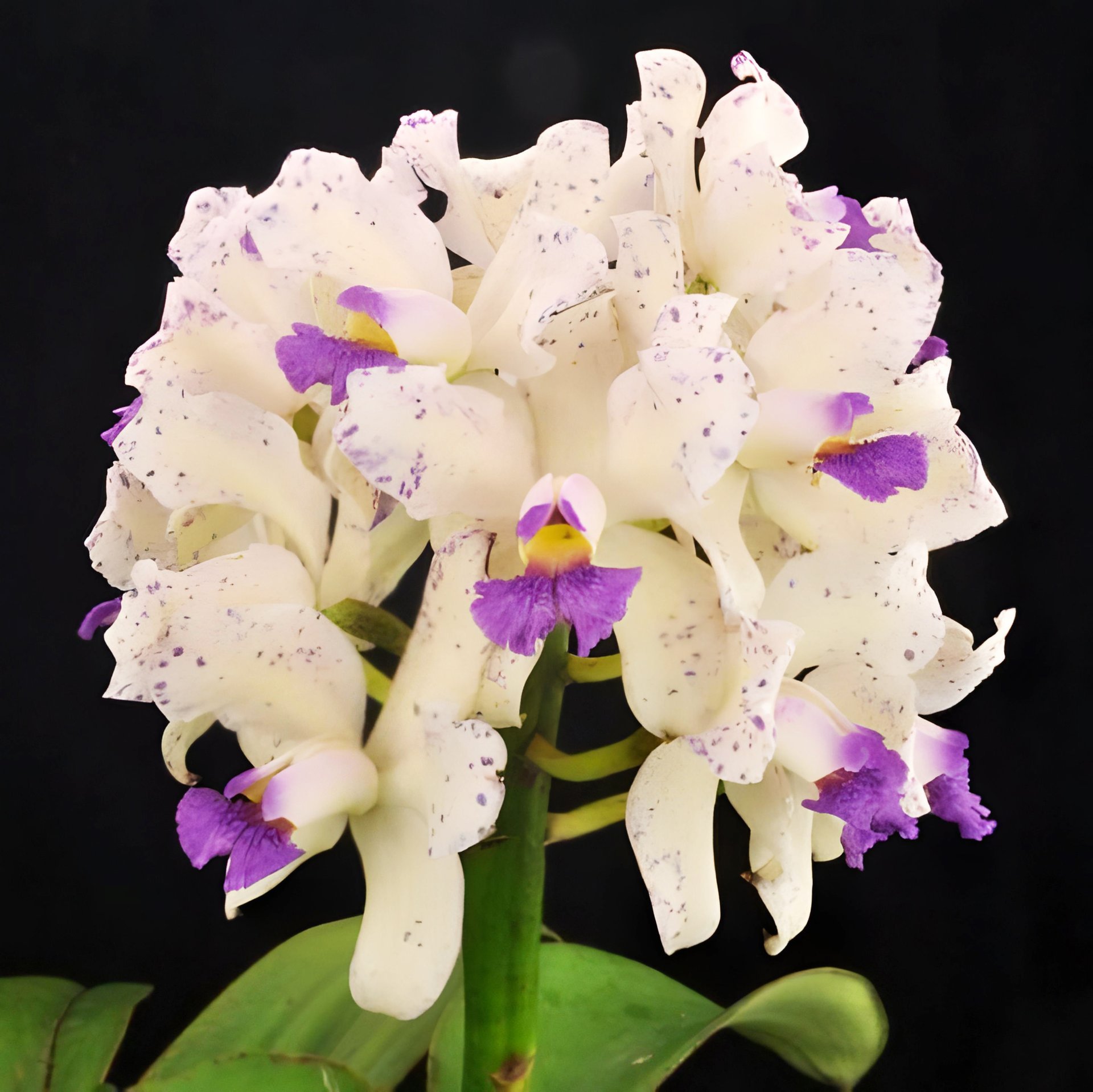 C. amethystoglossa fma. coerulea x sib