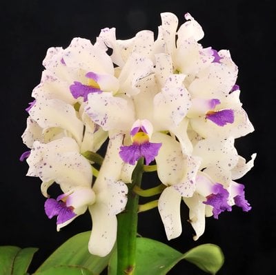 C. amethystoglossa fma. coerulea x sib