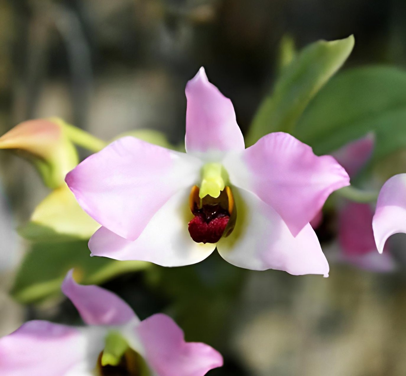 Den.trantuanii