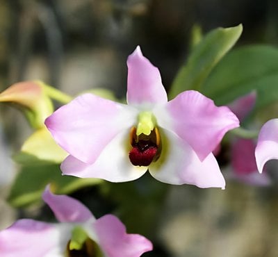 Den.trantuanii