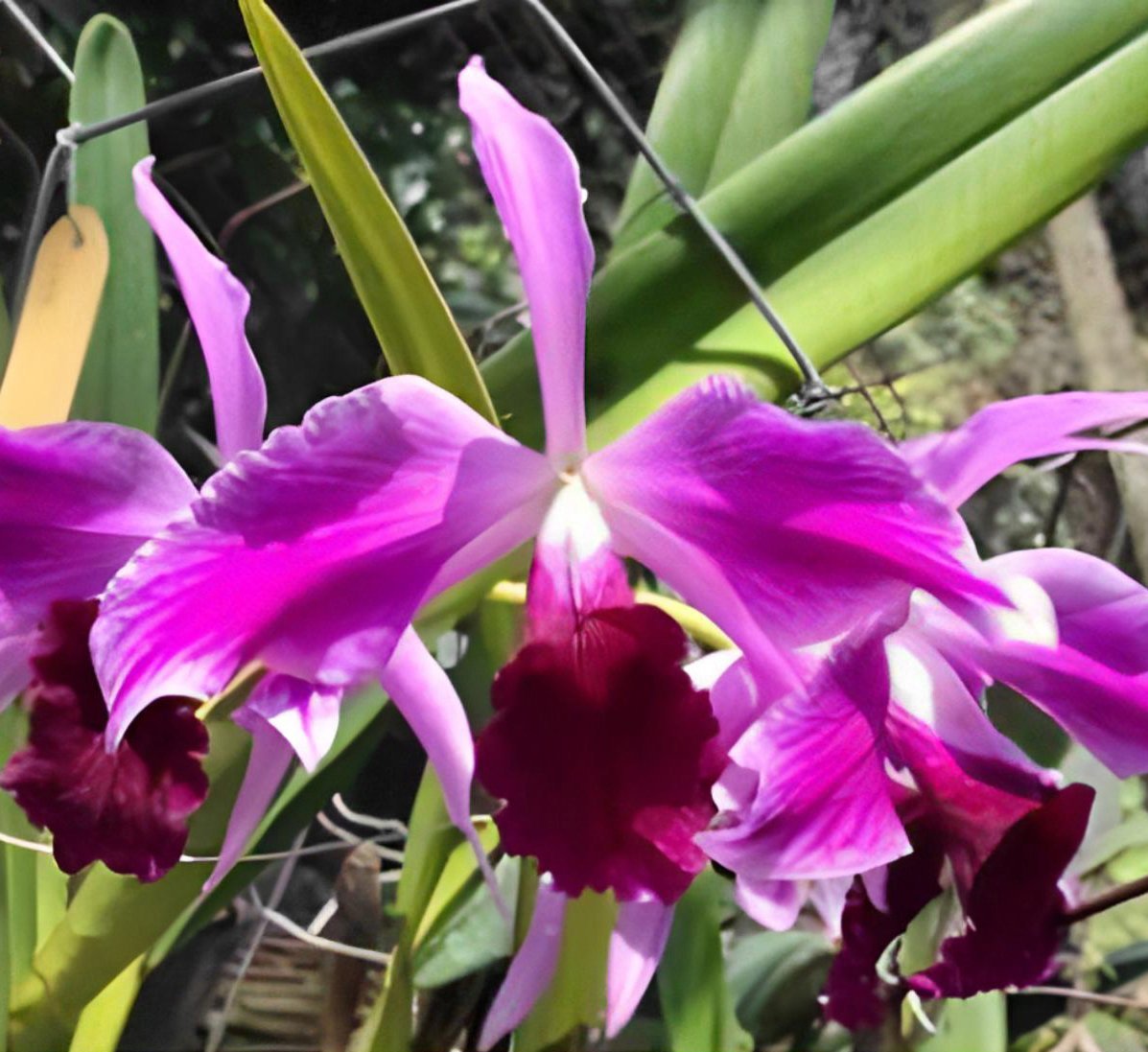 L. purpurata var. flamea (Ultra Red x Excellent Flowering)
