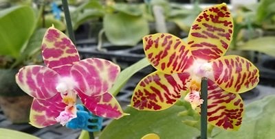 Phal. Zheng Min Yew x Phal. Yungho Princess Gelb 'Fumi'