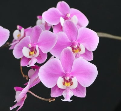 Phal.philippinensis x Phal.schilleriana"TKB"