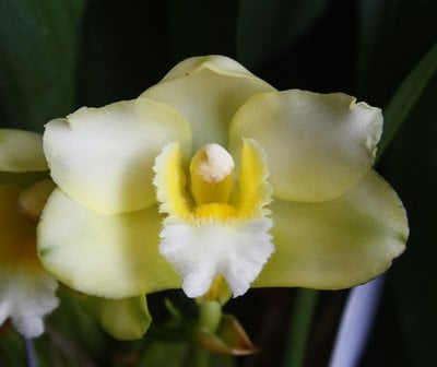 Lyc.Kiama'No 10'  X  Bifrenaria harrisoniae var. alba