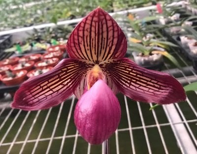 Paphiopedilum. Gloria Naugle'Red' (MC)