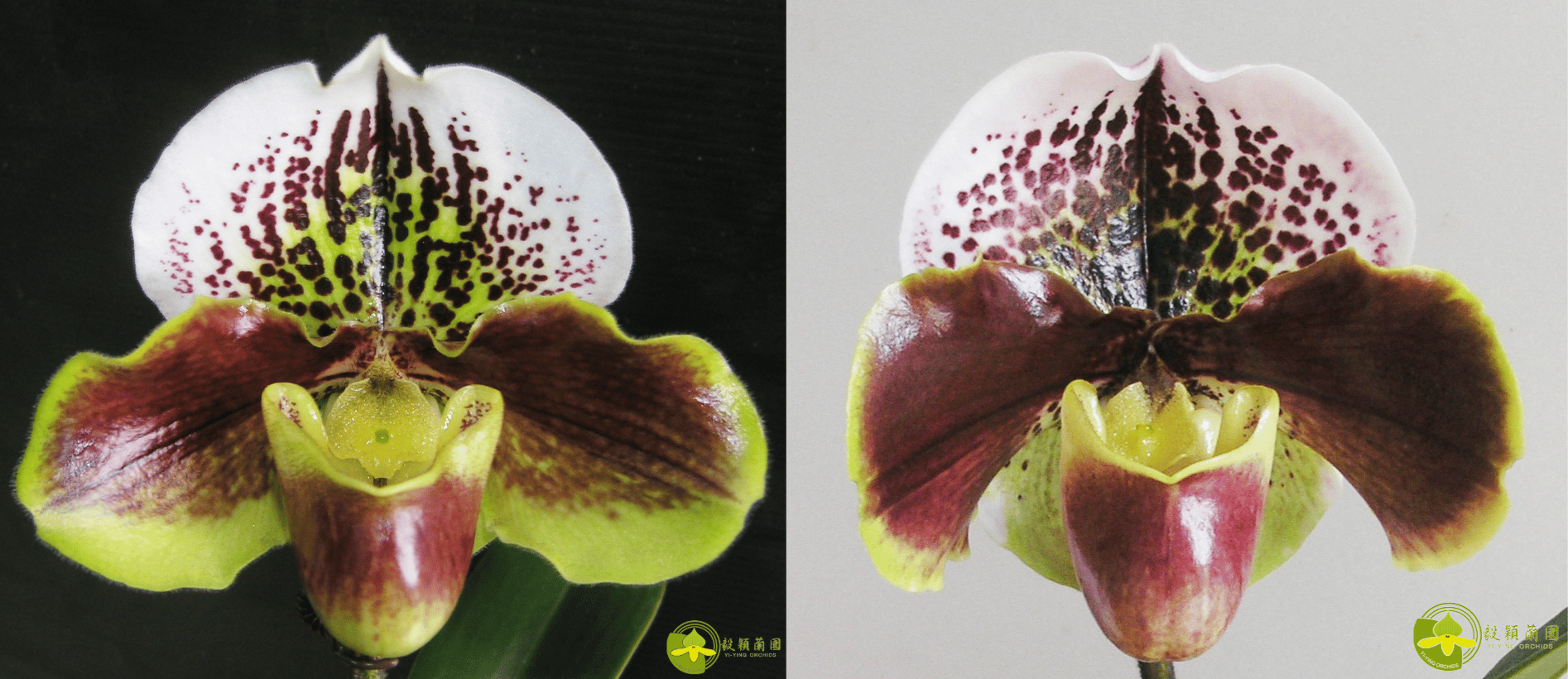 Paph.Enzan Kitty x Paph.Tree of Enzan 3
