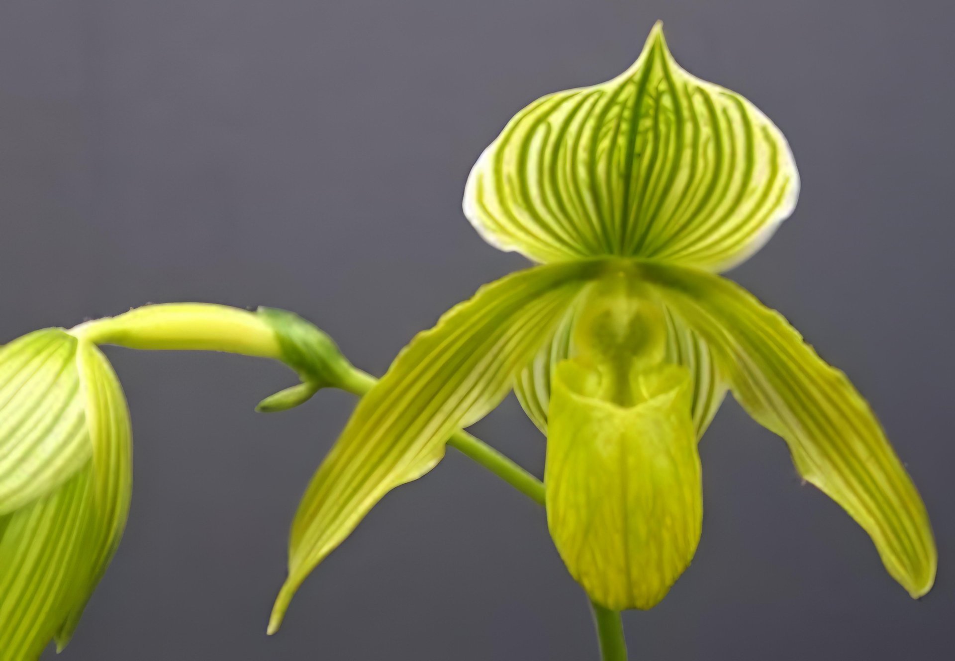 Paph.Somers lsles'In-Charm'SM.TPS x Paph.philippinese fma.album'Charming'