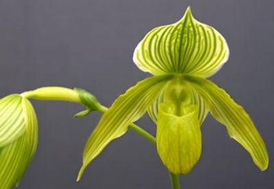 Paph.Somers lsles'In-Charm'SM.TPS x Paph.philippinese fma.album'Charming'