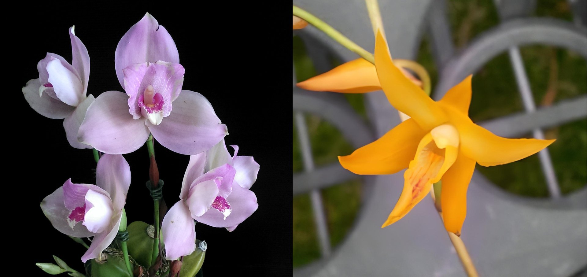 (Lyc. Shonsn Harmany x Lyc. Aubum) x Bifrenaria aureofulva 3