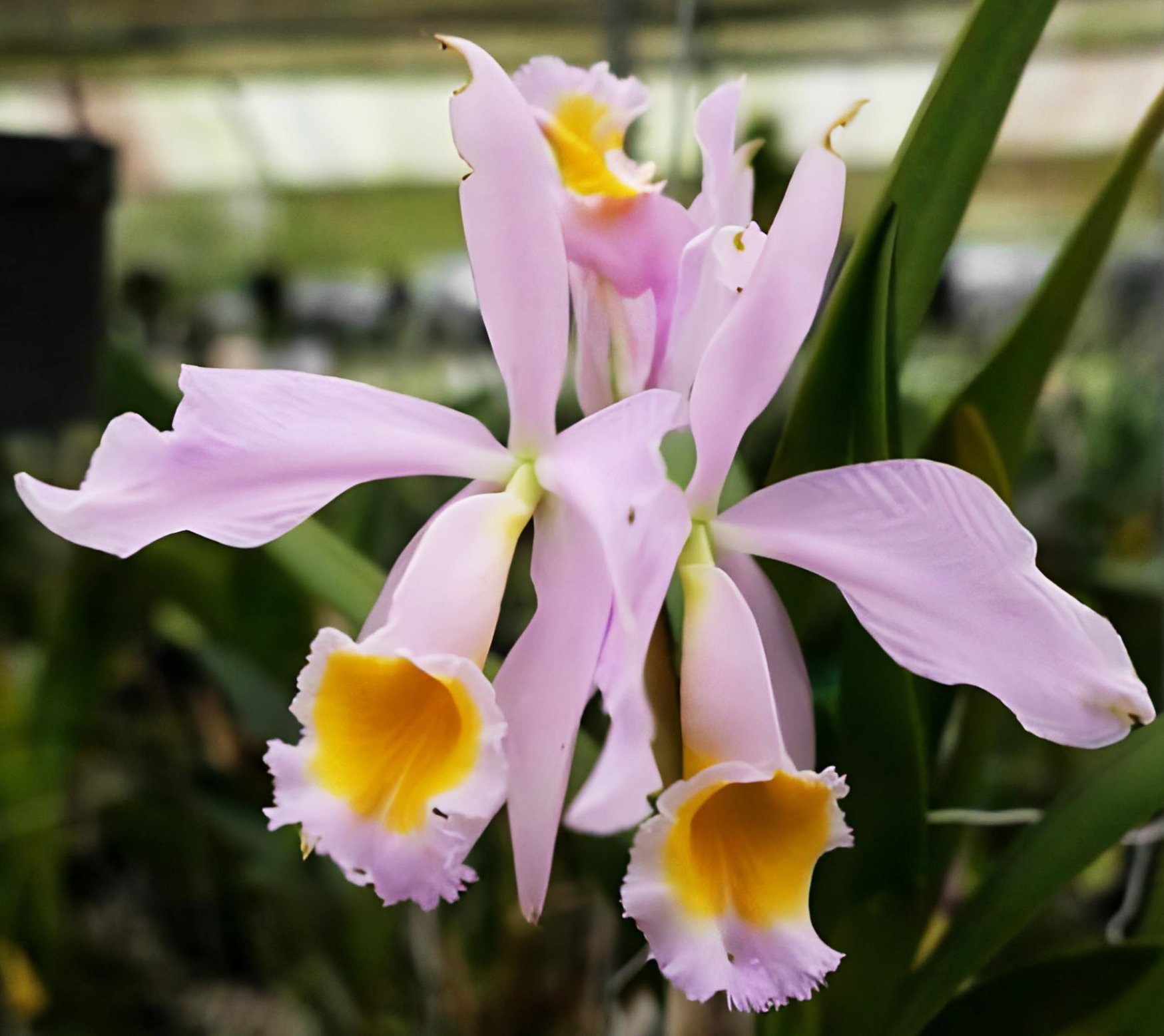 Cattleya eldorado fma. concolor 'Fanikil' x self