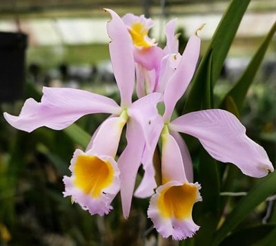 Cattleya eldorado fma. concolor 'Fanikil' x self
