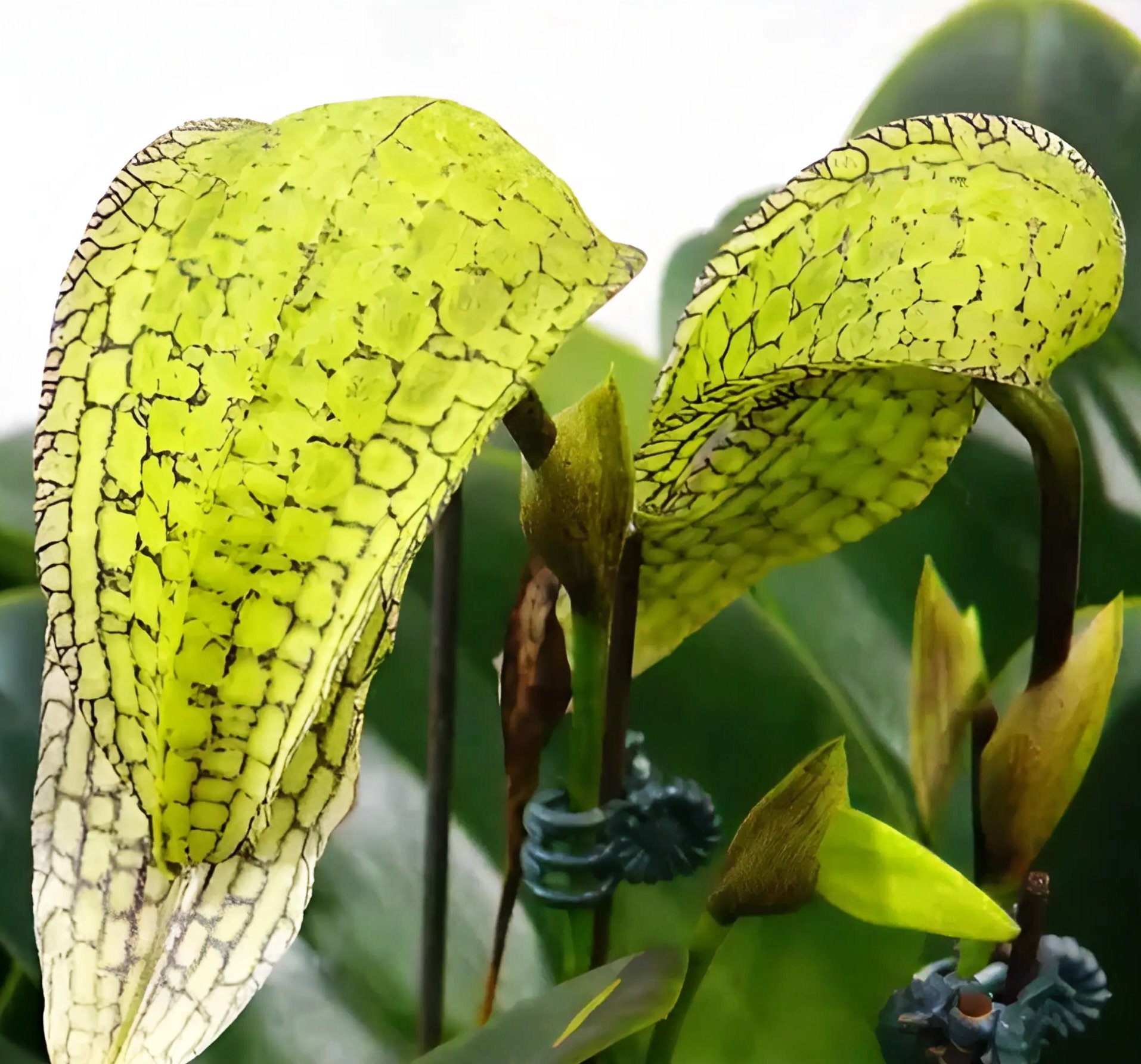 Bulb. arfakianum  x (Bulb. Taiwan Cicad x Bulb. arfakianum) 2