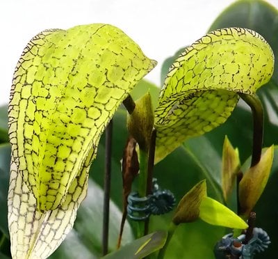 Bulb. arfakianum  x (Bulb. Taiwan Cicad x Bulb. arfakianum)