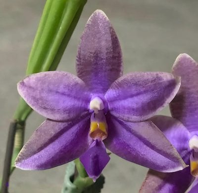 Phal. KS Ocean Ludde x Phal. LL Blue Family